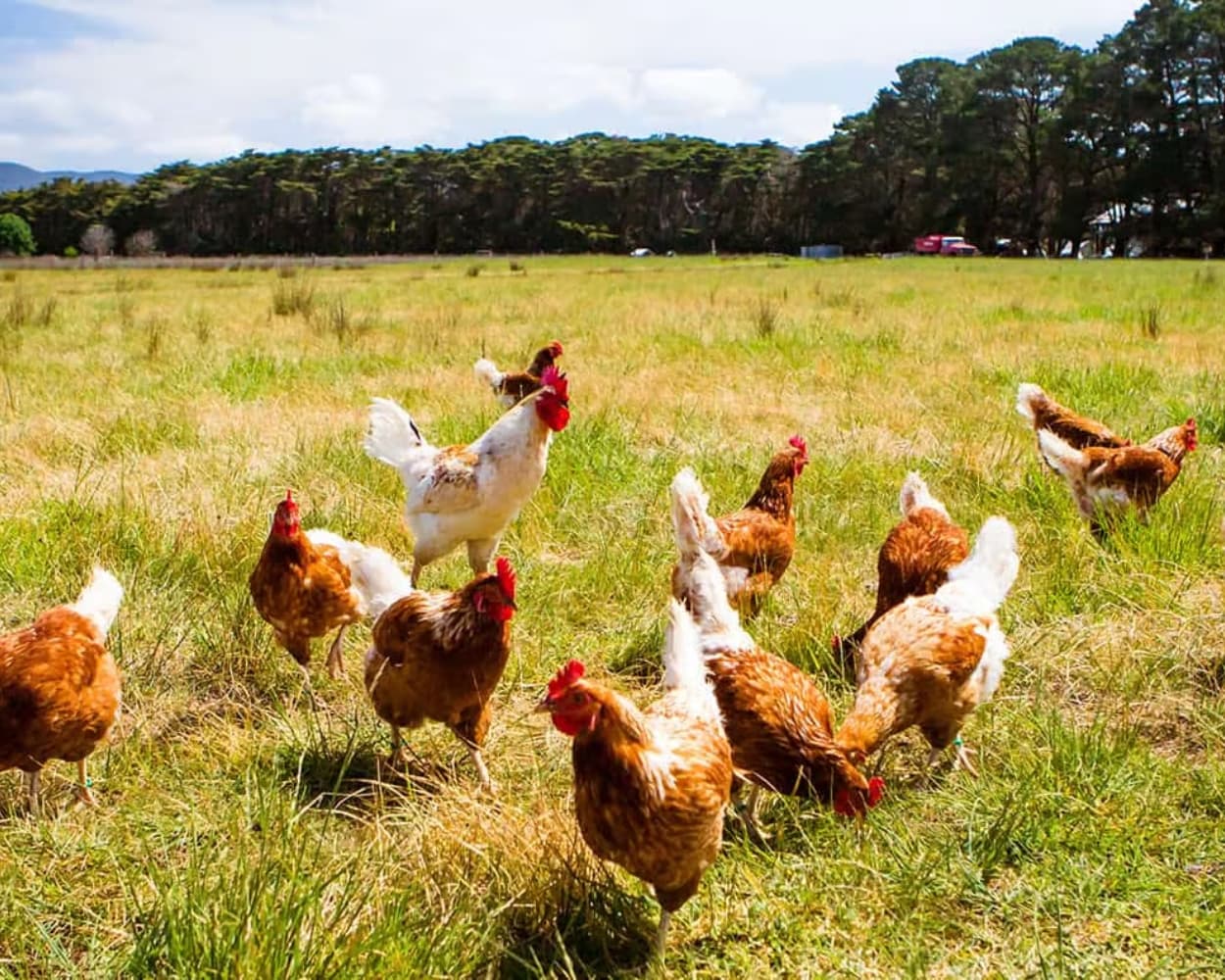 Pasture-raised organic chicken standard